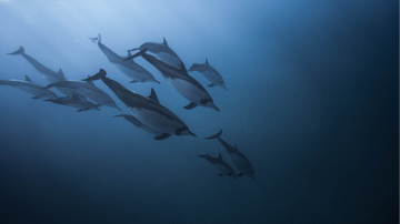 The Scary Truth About Ghost Nets