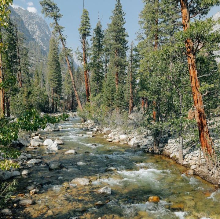 Juniper Ridge Bar Soap - Sierra Forest