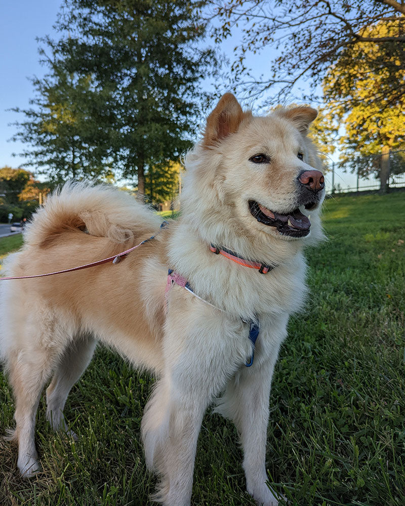 (R)evolution™  Woven Dog Harness