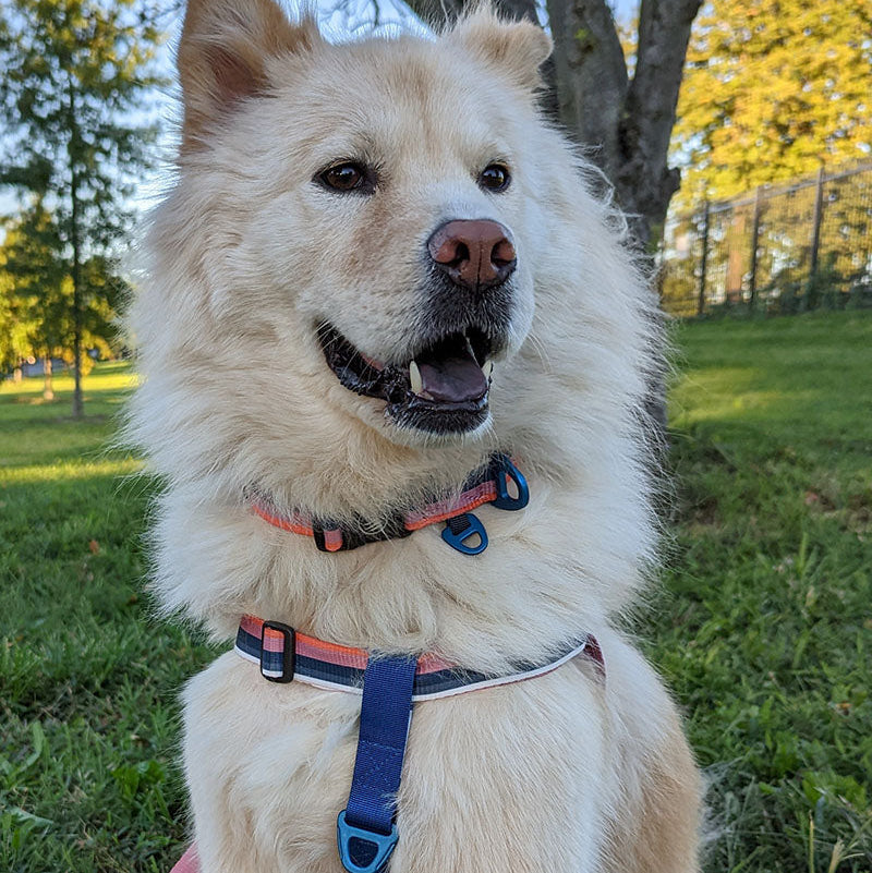 (R)evolution™  Woven Dog Harness