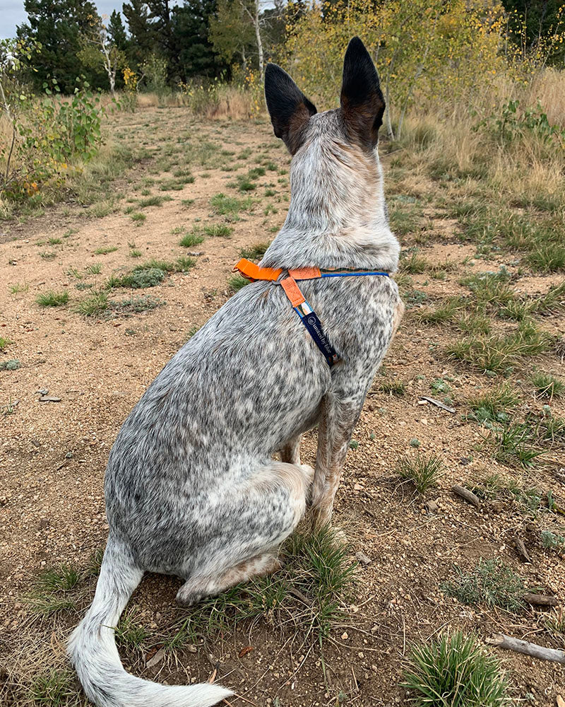 (R)evolution™  Woven Dog Harness