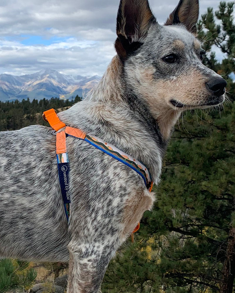 (R)evolution™  Woven Dog Harness